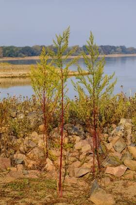 Einjaehriger Beifuss (Artemisia annua, Artemisia chamomilla), bluehend am Flussufer, Deutschland sweet wormwood, sweet annie, sweet sagewort, annual mugwort, annual wormwood (Artemisia annua, Artemisia chamomilla), blooming on river shore, Germany BLWS440078 Copyright: xblickwinkel F.xHeckerx