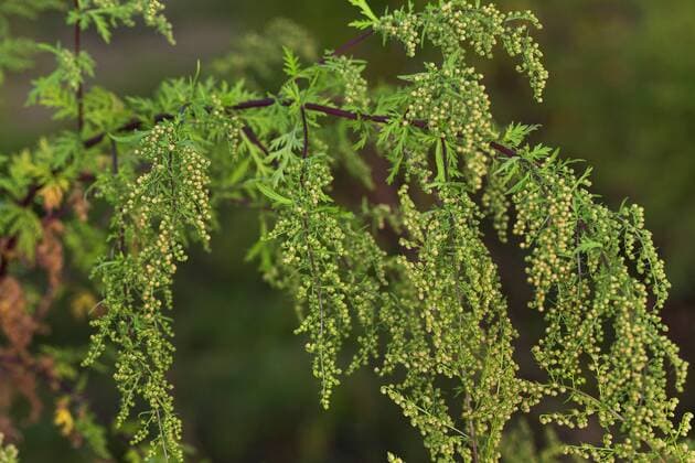 Einjaehriger Beifuss (Artemisia annua, Artemisia chamomilla), bluehend, Deutschland sweet wormwood, sweet annie, sweet sagewort, annual mugwort, annual wormwood (Artemisia annua, Artemisia chamomilla), blooming, Germany BLWS440075 Copyright: xblickwinkel F.xHeckerx