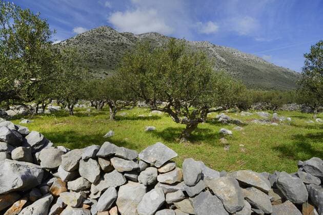 Kultur-Oelbaum, Kultur-Olivenbaum, Oelbaum, Olivenbaum (Olea europaea ssp. sativa), steiniger Olivenhain, Lesesteinmauer im Vordergrund, Griechenland, Peloponnes, Mani olive tree (Olea europaea ssp. sativa), stony olive grove, stone wall in the foreground, Greece, Peloponnese, Mani BLWS439419 Copyright: xblickwinkel B.xTrappx