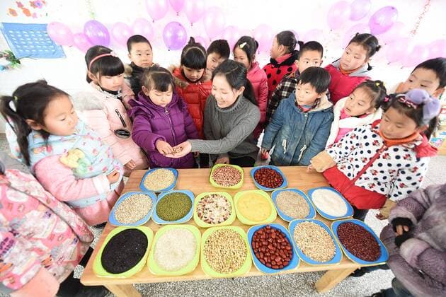 January 4, 2017 - Lianyungang, Lianyungang, China - Lianyungang, CHINA-January 4 2017: (EDITORIAL USE ONLY. CHINA OUT)..Pupils learn to recognize five kinds of cereals under the guidance of teacher at a primary school in Donghai County, Lianyungang City,east China s Jiangsu Province, January 4th, 2017, celebrating the Laba Rice Porridge Festival which falls on January 5th this year. The Laba Rice Porridge Festival is a traditional Chinese festival falls on the 8th day of the 12th month of lunar calendar. It s customary on this day to drink the special porridge, usually stewed of at least eight ingredients. With rice as the main ingredient, this porridge may well contain ingredients like broad beans, red beans, mung beans, red dates, peanuts, chest nuts, both tasty and nutritious. Lianyungang China - ZUMAs145 20170104_zaa_s145_186