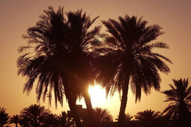 23.03.2004, Emirat Dubai, ARE, VEREINIGTE ARABISCHE EMIRATE - Palmen im Gegenlicht. (Sonne, Palme, Stimmung, Lichtstimmung, Urlaubsstimmung, Urlaub, Reiseziel, Dattelpalme, Oelpalme, Pflanzen, Baeume, Baum, Sonnenuntergang, Tourismus, Reise, Fernreise, Natur, Wasser, Wetter, Landschaft, Landschaftsaufnahme, Strand, Badeurlaub, Himmel, Abenteuer, Saison, Sommer, Sunset, digital, QF, Ölpalme, Bäume) S040323D022.JPG MR:Y
