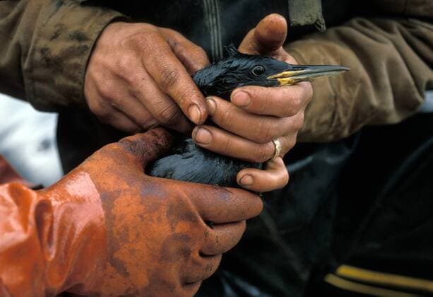 Mar 24, 2008 - Valdez, Alaska, USA - On March 24 1989 some 11 million gallons of crude oil leaked from the ruptured hull of the Exxon Valdez in to the Prince William Sound, Alaska. In less than two months the oil had spread over 450 miles. Thousands of fish as well as other animals died immediately, an estimated 250,000 - 500,000 seabirds, 2,800 - 5,000 sea otters, 12 river otters, 300 seals, 22 orcas and 250 bald eagles- the full impact will never be known. The initial cleanup took three years with a cost of US 2.1 billion dollars. As of today, no restitution has been made. The repaired Exxon Valdez was renamed the SeaRiver Mediterranean and, although banned from Alaskan waters, is still carrying oil around the world. PICTURED: April 5th, 1989 - Oil covered Cormorant with rescue workers. - ZUMAb72_ 19890405_ats_b72_050 Copyright: xGaryxBraaschx