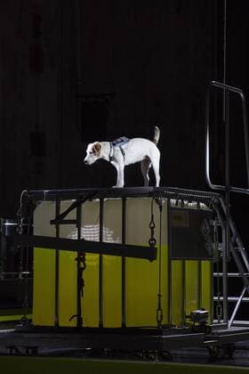 SPERRFRIST EMBARGO, Kein Licht, Ruhrtriennale, Duisburg, Germany SPERRFRIST EMBARGO bis to 8:00pm, 25 August 2017 Duisburg, Germany. 22 August 2017. Pictured: Cheeky the Dog. Dress rehearsal of the Ruhrtriennale world premiere Kein Licht, a Thinkspiel by Philippe Manoury and Nicolas Stemann. Adapted from the stage play Kein Licht. by Elfriede Jelinek. Performances run at the Gebläsehalle at Landschaftspark Nord in Duisburg from 25 August to 3 September 2017. Actors: Caroline Peter and Niels Bormann, Opera singers: Christina Daletska, Lionel Peintre, Sarah Sun and Olivia Vermeulen. Only for editorial use in connection with Ruhrtriennale reporting