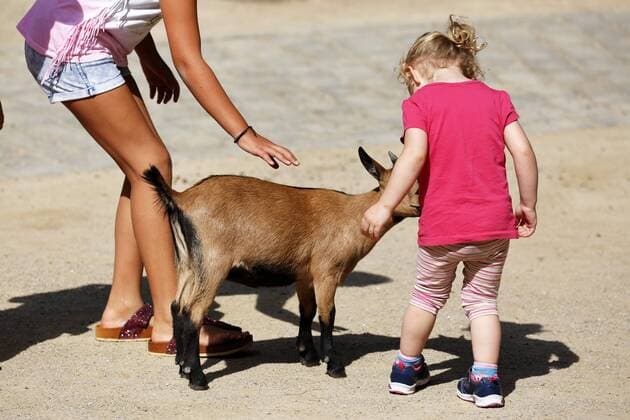 Zoobesucher, Kinder im Streichelzoo mit einer Ziege, Zoologischer Garten in Dortmund-Bruenninghausen, Ruhrgebiet, Nordrhein-Westfalen D-Dortmund, Ruhrgebiet, Westfalen, Nordrhein-Westfalen, NRW, D-Dortmund-Bruenninghausen, Zoo Dortmund, Zoobesucher, Kinder im Streichelzoo mit einer Ziege, D-Dortmund, Ruhr area, Westphalia, North Rhine-Westphalia, NRW, D-Dortmund-Bruenninghausen, zoological garden Dortmund, zoogoers, children in a petting zoo with a goat