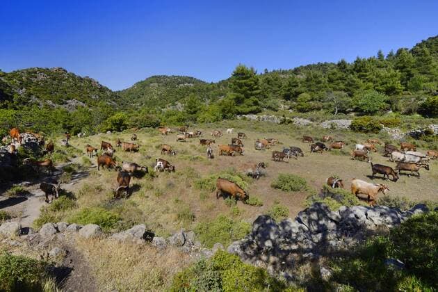 Hausziege, Haus-Ziege (Capra hircus, Capra aegagrus f. hircus), Ziegenherde beweidet eine Flaeche, Griechenland, Peloponnes, Methana domestic goat (Capra hircus, Capra aegagrus f. hircus), grazin herd, Greece, Peloponnese, Methana BLWS463775 Copyright: xblickwinkel B.xTrappx