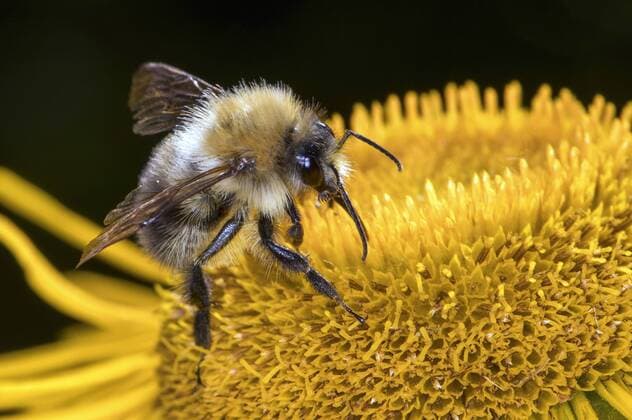 Ackerhummel, Acker-Hummel, Feldhummel, Feld-Hummel (Bombus pascuorum, Bombus agrorum), sitzt auf einer gelben Bluete und saugt Nektar, Seitenansicht, Deutschland, Mecklenburg-Vorpommern carder bee, common carder bee (Bombus pascuorum, Bombus agrorum), sitting on a yellow blossom and sucking nectar, side view, Germany, Mecklenburg-Western Pomerania BLWS472950 Copyright: xblickwinkel H.xDutyx