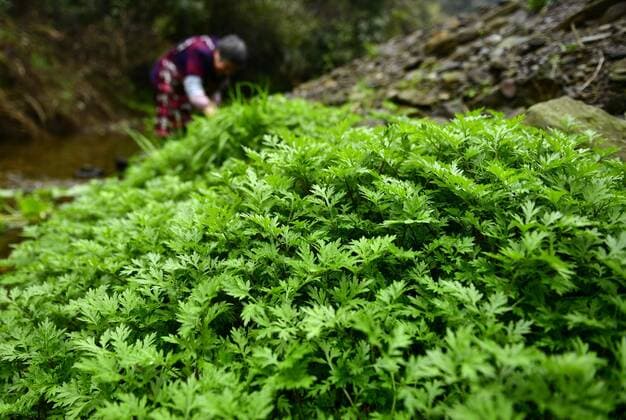 (180314) -- XUAN EN, March 14, 2018 -- A villager picks artemisia annua at Huoshaoying Village of Xuan en County, central China s Hubei Province, March 14, 2018. Local people of Tujia ethnic group usually make Shefan , a traditional food made of glutinous rice, preserved meat, artemisia annua, green onion and other vegetables, in the early spring time. ) (ry) CHINA-HUBEI-XUAN EN-TRADITIONAL FOOD (CN) SongxWen