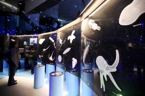 (180315) -- NEW YORK, March 15, 2018 -- A visitor looks at the interactive show of undersea creatures at the Unseen Oceans exhibition held in the American Museum of Natural History in New York, the United States, March 14, 2018. The exhibition highlights the latest advances in ocean exploration, the researchers and technologies behind them and the mysteries that remain. Visitors can join scientists on their high-tech, high-adventure, and high-impact fieldwork to see and discover beautiful, diverse, and important creatures living at previously unseen ocean layers. ) (djj) U.S.-NEW YORK-UNSEEN OCEANS-EXHIBITION WangxYing