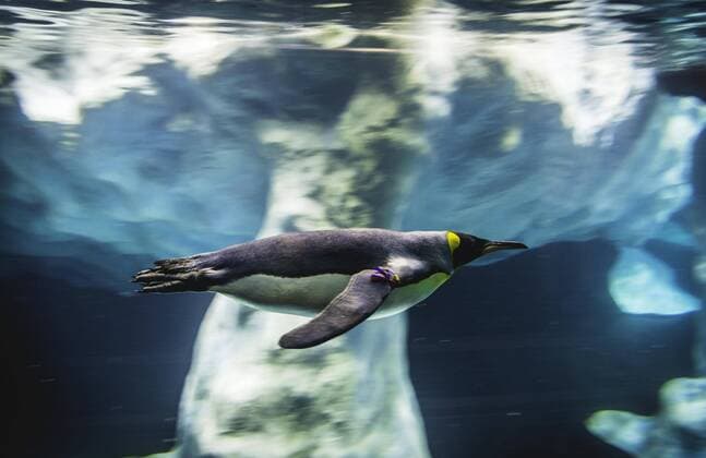 Königspinguin (Aptenodytes patagonicus) taucht, schwimmt Unterwasser, Unterwasseraufnahme, Pinguinarium Planet Pinguin, Loro Parque, Tierpark Teneriffa, Puerto de la Cruz, Teneriffa, Kanarische Inseln, Spanien, Europa Copyright: imageBROKER/ValentinxWolf iblvfw04659562.jpg