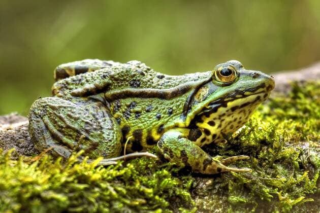 Wasserfrosch, Teichfrosch (Rana kl. esculenta, Rana esculenta, Pelophylax esculentus), sitzt auf Moos, Deutschland, NRW, Bergisches Land European edible frog, common edible frog (Rana kl. esculenta, Rana esculenta, Pelophylax esculentus), sitting on moss, Germany, North Rhine-Westphalia, Bergisches Land BLWS483793 Copyright: xblickwinkel T.xWillx