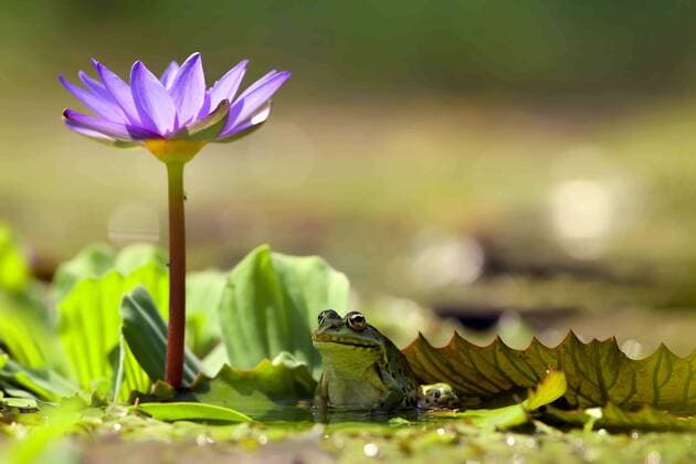 Wasserfrosch, Teichfrosch (Rana kl. esculenta, Rana esculenta, Pelophylax esculentus), sitzt auf einem Blatt im Gartenteich im Schatten Bluete einer Seerose, Deutschland, NRW, Bergisches Land European edible frog, common edible frog (Rana kl. esculenta, Rana esculenta, Pelophylax esculentus), sitting on a leaf in water in the shadow of the flower of a water lily, Germany, North Rhine-Westphalia, Bergisches Land BLWS483796 Copyright: xblickwinkel T.xWillx