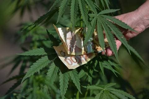 Kanada, am 17. Oktober beginnt der legale Verkauf von Cannabis August 28, 2018 - Edmonton, Alberta, Canada - Alberta is poised to see cannabis as a major industry †an opportunity for economic diversification..Less then 8 weeks remain untill the legalization of recreational marijuana use in Canada. .July 2018 was the initial legalisation date, however, provinces and territories, who are responsible for drafting their own rules regarding marijuana sales, have asked for an additional 8 to 12 weeks after the Senate approval to transition to the new framework. .In Alberta, private retailers will sell cannabis to those wanting to purchase in-person with online sales that are government-operated. .On Wednesday, August 29, 2018, in Edmonton, Alberta, Canada. Edmonton Canada - ZUMAn230 20180828_zaa_n230_432 Copyright: xArturxWidakx
