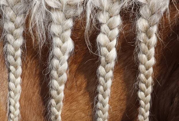 28.04.2018, Dierhagen, Mecklenburg-Vorpommern, GER - Maehne eines Pferdes ist zu Zoepfen geflochten. (Pferd, Detail, Detailaufnahme, Maehne, eingeflochten, Zoepfe, Frisur, frisiert, Pferdefrisur, Haflinger, Anschnitt) 180428D755OSTSEE.JPG