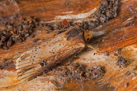 Gebueschflur-Bodeneule, Gebueschflurbodeneule, Erdeule, Erd-Eule, Putriserdeule, Putriserd-Eule, Putriseule, Putris-Eule (Axylia putris, Agrotis putris, Rhyacia putris), sitzt gut getarnt auf Holz, Deutschland Flame (Axylia putris, Agrotis putris, Rhyacia putris), sitting on wood, Germany BLWS509900 Copyright: xblickwinkel F.xHeckerx