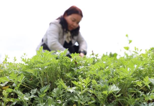 (190317) -- TONGREN, March 17, 2019 (Xinhua) -- A villager picks sweet wormwood herbs for the preparation of traditional food Shefan at Tianping Village of Tianping Township in Yuping Dong Autonomous County of Tongren City, southwest China s Guizhou Province, March 17, 2019. In the early spring time, local people of the Dong ethnic group usually make Shefan , which is made of glutinous rice, preserved meat, artemisia annua, green onion and other ingredients. (Xinhua Hu Panxue) CHINA-GUIZHOU-TONGREN-TRADITIONAL FOOD (CN)