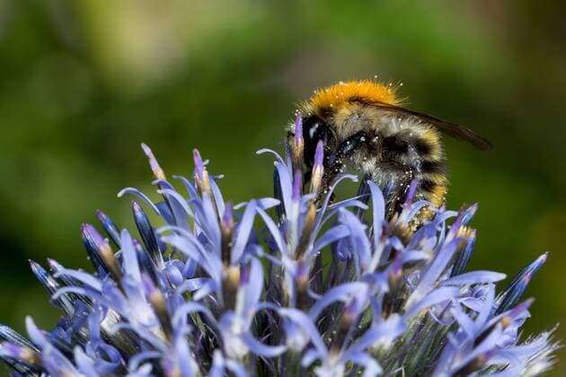 Ackerhummel, Acker-Hummel, Feldhummel, Feld-Hummel (Bombus pascuorum, Bombus agrorum, Megabombus pascuorum floralis), Bluetenbesuch an Kugeldistel, Echinops, Deutschland carder bee, common carder bee (Bombus pascuorum, Bombus agrorum, Megabombus pascuorum floralis), pollinating a globe thistle, Echinops, Germany BLWS523916 Copyright: xblickwinkel F.xHeckerx