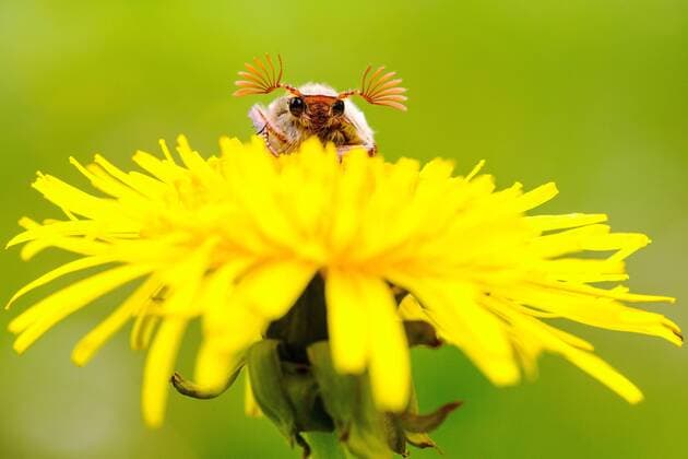 Maikaefer, Feldmaikaefer, Feld-Maikaefer (Melolontha melolontha), sitzt auf Loewenzahn, Niederlande, Friesland, Delleboersterheide Common cockchafer, Maybug, Maybeetle (Melolontha melolontha), sitting on dandelion, Netherlands, Frisia, Delleboersterheide BLWS534580 Copyright: xblickwinkel AGAMI W.xLeursx