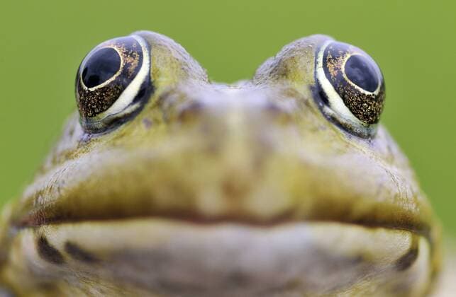Animal,Animals,Wildlife,Vertebrate,Vertebrates,Chordate,Chordates,Frog,Frogs,Ranidae,Green frog,Green frogs,Water frog,Water frogs,Pelophylax esculentus,European edible frog,Pelophylax esculenta,Rana esculenta,Rana maritima,Amphibian,Amphibians,Animals,Vertebrates,Chordates,Frogs,Green frogs,Water frogs,Amphibians,Animal,Wildlife,Vertebrate,Frog,Ranidae,Green frog,Pelophylax esculentus,European edible frog European edible frog (Rana esculenta) head, Prypiat area, Belarus, June 2009. WWE BOOK. WWE OUTDOOR EXHIBITION. NOT AVAILABLE FOR GREETING CARDS OR CALENDARS 1276076 WildxWondersxofxEuropexMáté
