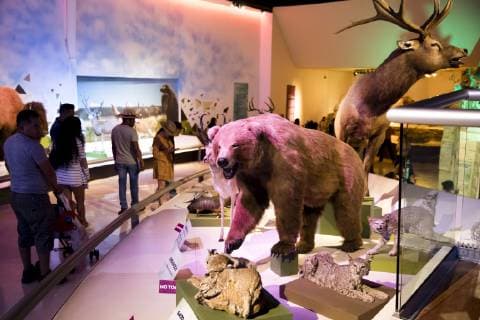 Saltillo, Mexico July 9, 2019 - Illustrative picture at the Desert Museum in Coahuila state northern Mexico - Stuffed bear MUSEE DU DESERT, SALTILLO, MEXIQUE, AMERIQUE LATINE, CULTURE MEXICAINE, ILLUSTRATION, ILLUSTRATIF, CLIMAT DESERTIQUE, ARIDE, CHALEUR, CHAUD, ARIDITE, SECHERESSE, COAHUILA, MUSEO DEL DESIERTO, DESERT MUSEUM, DESERT MEXICAIN, CLIMAT DESERTIQUE, EXPOSITION, ECOSYSTEMES, OURS, EMPAILLE, TAXIDERMISTE, TAXIDERMIE Copyright: xVincentxIsorex