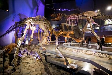 Saltillo, Mexico July 9, 2019 - Illustrative picture at the Desert Museum in Coahuila state northern Mexico - Dinosaure skeletons MUSEE DU DESERT, SALTILLO, MEXIQUE, AMERIQUE LATINE, CULTURE MEXICAINE, ILLUSTRATION, ILLUSTRATIF, CLIMAT DESERTIQUE, ARIDE, CHALEUR, CHAUD, ARIDITE, SECHERESSE, COAHUILA, MUSEO DEL DESIERTO, DESERT MUSEUM, DESERT MEXICAIN, CLIMAT DESERTIQUE, EXPOSITION, ECOSYSTEMES, T REX, DINOSAURES, SQUELETTES, OS, TYRANNOSAURE Copyright: xVincentxIsorex