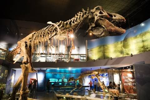 Saltillo, Mexico July 9, 2019 - Illustrative picture at the Desert Museum in Coahuila state northern Mexico - Squeleton of T Rex dinosaure MUSEE DU DESERT, SALTILLO, MEXIQUE, AMERIQUE LATINE, CULTURE MEXICAINE, ILLUSTRATION, ILLUSTRATIF, CLIMAT DESERTIQUE, ARIDE, CHALEUR, CHAUD, ARIDITE, SECHERESSE, COAHUILA, MUSEO DEL DESIERTO, DESERT MUSEUM, DESERT MEXICAIN, CLIMAT DESERTIQUE, EXPOSITION, ECOSYSTEMES, TYRANNOSAURE, INSOLITE Copyright: xVincentxIsorex