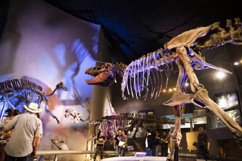 Saltillo, Mexico July 9, 2019 - Illustrative picture at the Desert Museum in Coahuila state northern Mexico - Squeleton of T Rex dinosaure MUSEE DU DESERT, SALTILLO, MEXIQUE, AMERIQUE LATINE, CULTURE MEXICAINE, ILLUSTRATION, ILLUSTRATIF, CLIMAT DESERTIQUE, ARIDE, CHALEUR, CHAUD, ARIDITE, SECHERESSE, COAHUILA, MUSEO DEL DESIERTO, DESERT MUSEUM, DESERT MEXICAIN, CLIMAT DESERTIQUE, EXPOSITION, ECOSYSTEMES, TYRANNOSAURE, INSOLITE Copyright: xVincentxIsorex