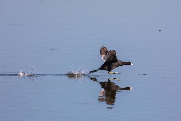 Blaesshuhn, Blaess-Huhn, Blesshuhn, Bless-Huhn, Blaessralle, Blaess-Ralle, Blessralle, Bless-Ralle (Fulica atra), auf der Wasseroberflaeche laufend, Seitenansicht, Deutschland, Bayern, Chiemsee black coot (Fulica atra), running on the water surface, side view, Germany, Bavaria, Lake Chiemsee BLWS543260 Copyright: xblickwinkel A.xHartlx