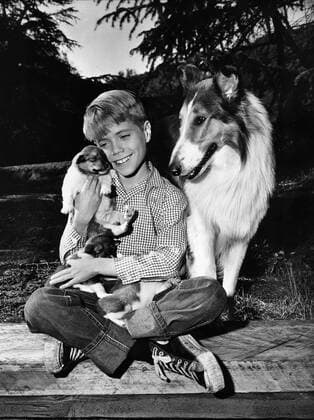 Jon Provost & Dog Film: Lassie (1954) Director: Bonita Granville 12 September 1954 Copyright: MaryxEvansxAFxArchive 12073434 editorial use only