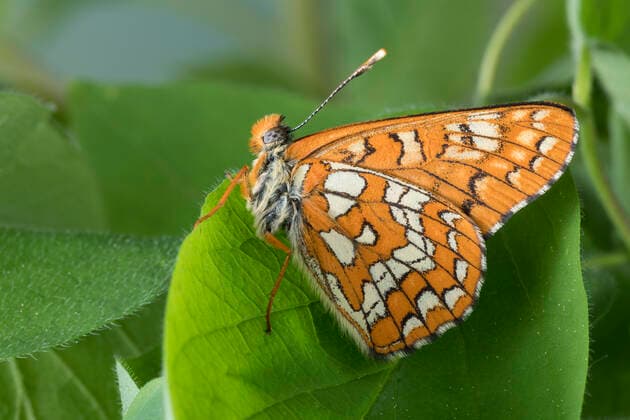 Kleiner Maivogel, Maivogel, Eschen-Scheckenfalter, Eschenscheckenfalter (Euphydryas maturna, Hypodryas maturna), sitzt auf einem Blatt, Seitenansicht, Deutschland Scarce fritillary (Euphydryas maturna, Hypodryas maturna), sitting on a leaf, side view , Germany BLWS554643 Copyright: xblickwinkel F.xHeckerx