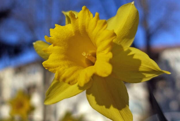 21.03.2020, Berlin, GER - Gelbe Narzisse. (aufgeblueht, aussen, Aussenaufnahme, Berlin, Biologie, bluehen, bluehend, Blueten, Blume, Botanik, botanisch, deutsch, Deutschland, Europa, europaeisch, Flora, floral, Fruehjahr, Fruehling, Garten, Gartenblume, Gartenpflanze, gelb, Jahreszeit, nah, Nahaufnahme, Narcissus, Narcissus poeticus, Narzisse, Natur, niemand, Osterglocke, Pflanze, QF, Querformat, Westeuropa, Zierblume, Zierpflanze) 200321D828BERLIN.JPG