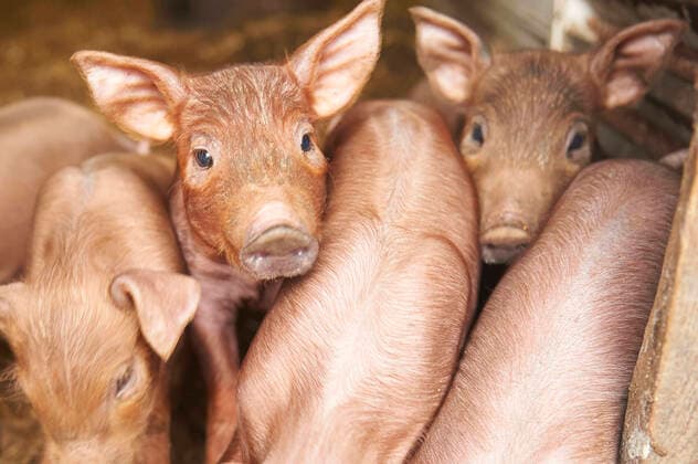 March 31, 2020, Mostoles, Madrid, Spain: Pigs, sheep, rooster, chicken are sheen on a farm during State of Alarm. Only essential services to remain open, such as supermarkets, farms, or hospitals Mostoles Spain - ZUMAg15_ 20200331_zaf_g15_037 Copyright: xJackxAbuinx