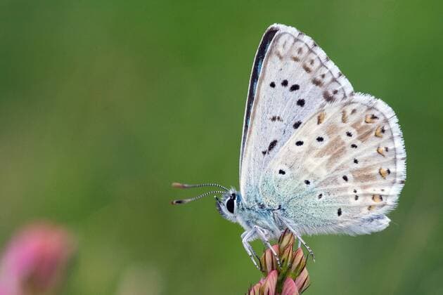Silbergruener Blaeuling, Steppenheideblaeuling, Steppenheide-Blaeuling, Steppen-Heideblaeuling (Lysandra coridon, Polyommatus coridon, Meleageria coridon), sitzt auf Bluetenknospen, Deutschland, Baden-Wuerttemberg Chalkhill blue, Chalk-hill blue (Lysandra coridon, Polyommatus coridon, Meleageria coridon), sits on flower buds, Germany, Baden-Wuerttemberg BLWS612669 Copyright: xblickwinkel McPHOTO E.xThielscherx