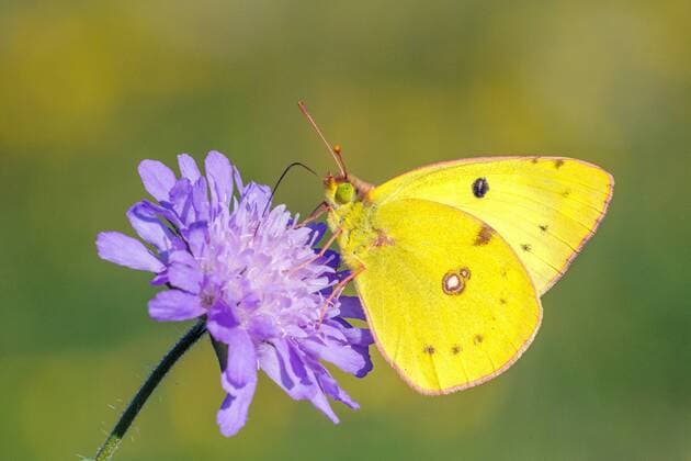 Goldene Acht, Gemeiner Heufalter, Gelber Heufalter, Weissklee-Gelbling, Weisskleegelbling, Posthoernchen, Kleines Posthoernchen (Colias hyale), Weibchen auf einer Witwenblume, Deutschland, Baden-Wuerttemberg Pale Clouded Yellow (Colias hyale), female on a Knautia, Germany, Baden-Wuerttemberg BLWS612673 Copyright: xblickwinkel McPHOTO E.xThielscherx