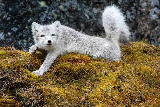 Eisfuchs, Eis-Fuchs, Polarfuchs, Polar-Fuchs, Weissfuchs, Weiss-Fuchs, Blaufuchs, Blau-Fuchs (Alopex lagopus, Vulpes lagopus), streckt sich, Norwegen, Spitzbergen arctic fox, polar fox (Alopex lagopus, Vulpes lagopus), stretching legs, Norway, Svalbard BLWS618302