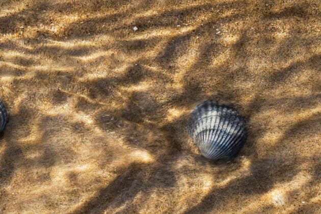 Essbare Herzmuschel, Gemeine Herzmuschel (Cardium edule, Cerastoderma edule), im flachen Wasser am Strand, Niederlande, Texel common cockle, common European cockle, edible cockle (Cardium edule, Cerastoderma edule), in shallow water on the beach, Netherlands, Texel BLWS620474