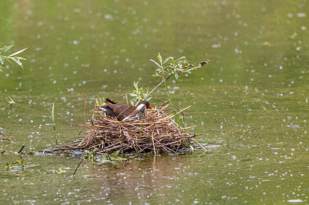 Teichhuhn, Teich-Huhn, Teichralle, Teich-Ralle (Gallinula chloropus), bruetend, Seitenansicht, Deutschland, Bayern moorhen (Gallinula chloropus), breeding, side view, Germany, Bavaria BLWS621656