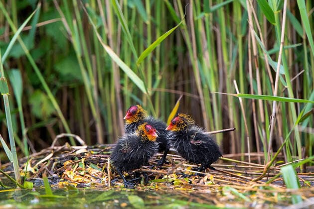Blaesshuhn, Blaess-Huhn, Blesshuhn, Bless-Huhn, Blaessralle, Blaess-Ralle, Blessralle, Bless-Ralle (Fulica atra), Kueken im Nest, Niederlande black coot (Fulica atra), chicks in the nest, Netherlands BLWS624991