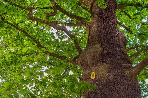 Stiel-Eiche, Stieleiche (Quercus robur. Quercus pedunculata), Alte Eiche im Wald von Loki Schmidt am Brahmsee, Deutschland, Schleswig-Holstein, Ahrensburg common oak, pedunculate oak, English oak (Quercus robur. Quercus pedunculata), old oak at the wood of Loki Schmidt near Lake Brahm, Germany, Schleswig-Holstein, Ahrensburg BLWS625287