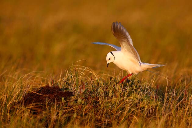 Rosenmoewe, Rosen-Moewe (Rhodostethia rosea), Altvogel im Brutgefieder landet an seinem Nest in einer Brutkolonie in der Tundra des Indigirkadeltas, Russia, Sibirien, Indigirka delta ross s gull (Rhodostethia rosea), Adult in summer plumage at a breeding colony in the Indigirka delta on the tundra, landing at its nest, Russia, Siberian, Indigirka delta BLWS626026