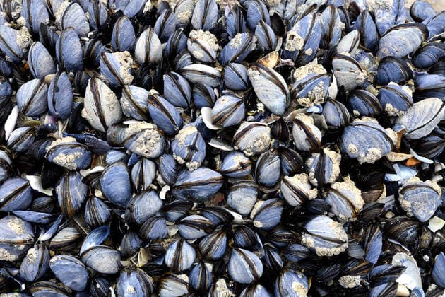 Gemeine Miesmuschel, Essbare Miesmuschel (Mytilus edulis), Muschelbank bei Ebbe am Strand, Frankreich, Bretagne, Côtes-d’Armor blue mussel, bay mussel, common mussel, common blue mussel (Mytilus edulis), mussel bed at ebb-tide on the beach, France, Brittany, Côtes-d’Armor BLWS629854