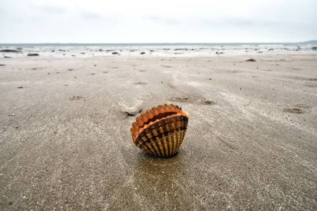 Essbare Herzmuschel, Gemeine Herzmuschel (Cardium edule, Cerastoderma edule), liegt bei Ebbe am Strand und will sich in den Sandboden vergraben, Frankreich, Bretagne, Côtes-d’Armor, Pléneuf-Val-André common cockle, common European cockle, edible cockle (Cardium edule, Cerastoderma edule), lying at ebb-tide on the beach, France, Brittany, Côtes-d’Armor, Pléneuf-Val-André BLWS629863