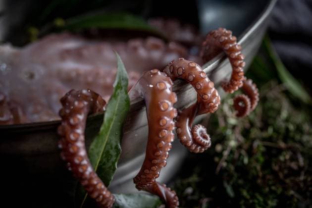 Fresh octopus tentacles with aromatic herbs lying in metal bowl in kitchen Copyright: xLarisaxBlinovax Model Released