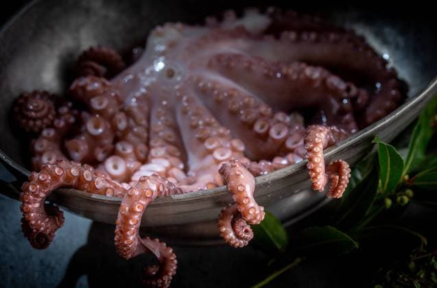 Fresh octopus tentacles with aromatic herbs lying in metal bowl in kitchen Copyright: xLarisaxBlinovax Model Released