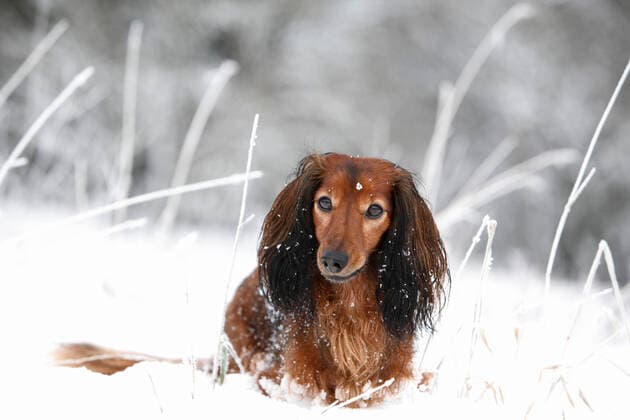 Langhaardackel, Langhaar-Dackel, Langhaarteckel, Langhaar-Teckel, Teckel, Dachshund (Canis lupus f. familiaris), sitzt im Schnee, Deutschland Long-haired Dachshund, Long-haired sausage dog, domestic dog (Canis lupus f. familiaris), sitting in the snow, Germany BLWS637690