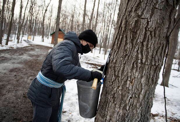 March 13, 2021, Ottawa, on, Canada: Volunteer Jeremy Dostaler hammers in a spile on a maple tree at the Vanier Museopark sugar bush in Ottawa on Saturday, March 13, 2021. The Vanier sugar bush is one of a few active urban sugar shacks, where maple syrup is produced the traditional way with buckets of maple water collected by hand. Community members will tap around 50 trees this year, in contrast to the usual 600 taps placed, due to limitations from the COVID-19 pandemic and a fire caused by arson that destroyed the sugar shack building, behind. Ottawa Canada - ZUMAc35_ 20210313_zaf_c35_091 Copyright: xJustinxTangx