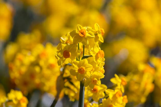 Narzissen (Narcissus). Osterglocken in voller Blüte. 05.04.2021: DEU, Deutschland, Baden-Württemberg, Stuttgart.