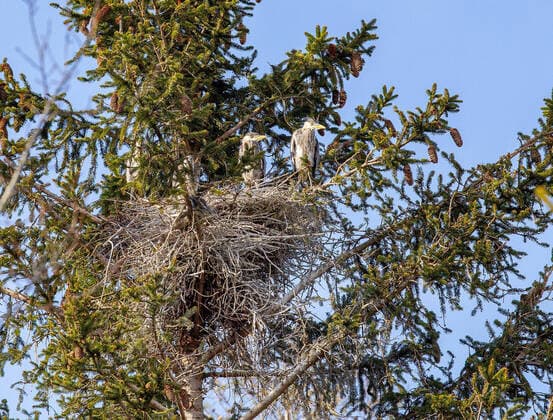 21.04.2021 Lans, Tirol, Österreich, Austria Vogel, Vögel Bild: Reiher, Ardeidae Graureiher, Fischreiher, Ardea cinerea junge Graureiher im Nest, Vogelnest Reihernest Reiherhorst, Horst Reiherstand in einer Fichte, Picea abies