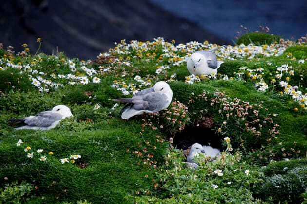 Eissturmvogel (Fulmarus glacialis), Klippen, Brutplätze, Nester, Butt of Lewis, Isle of Lewis, Äußere Hebriden, Western Isles, Hebriden, Schottland, Großbritannien, Europa Copyright: imageBROKER/RolandxMarske iblrdm06747179.jpg