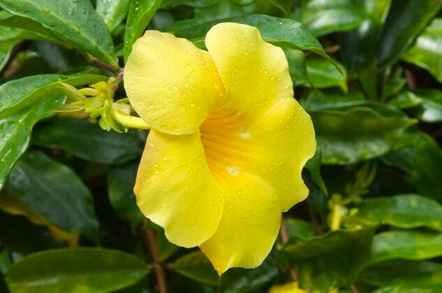 Katzenkrallenwein, Katzenkrallen-Wein, Katzenkralle (Macfadyena unguis-cati, Doxantha unguis-cati), Bluete, Cook Inseln Cat s Claw , Cats Claw, catclawvine, claw vine (Macfadyena unguis-cati, Doxantha unguis-cati), flower, Cook Islands BLWS655946