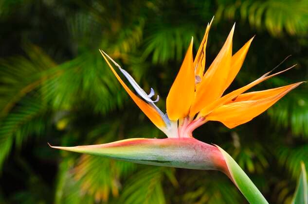 Creative Highlights World Paradiesvogelblume, Strelitzie, Strelitzia (Strelitzia reginae), Bluete, USA, Hawaii crane flower, bird of paradise flower, geel piesang (Strelitzia reginae), flowers, USA, Hawaii BLWS656356
